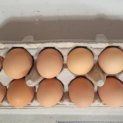 Fresh Free Range Eggs $6 Dozen