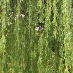 WEEPING WILLOW TREES & Many Other Plants 