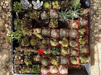 Succulents and cacti