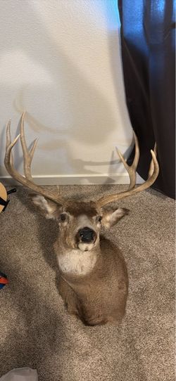 8 point mule deer shoulder mount taxidermy
