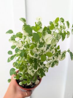 Snow Bush Plant 4" Pot - Indoor House Plants