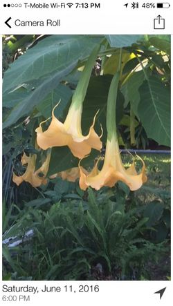 Angel trumpets Golden sun