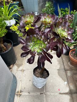 Beautiful tree Aenonium Bi color Purple and green bloom now