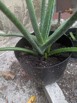 Aloe vera plant, good for burnes, Rashes, etc.
