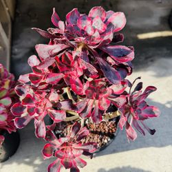 Aeonium Chanel Variegated Imported Plant