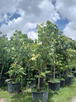 Large fruit trees from $200🥭
