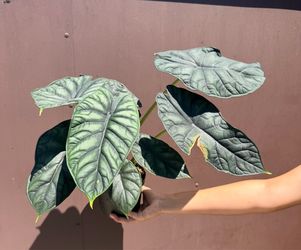 6” Alocasia dragon scale