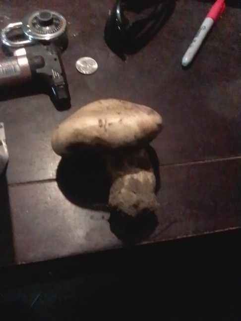 White Wild Matsutaki Mushrooms