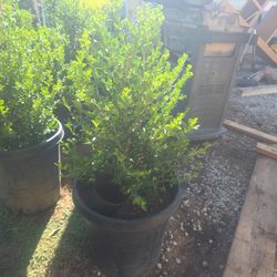 Boxwood 15 Gallon