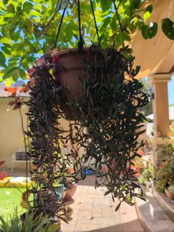 Hanging Potted Plant