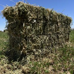 HAY