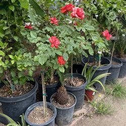 Rose bush in stalk 