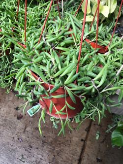 Rubby plant for shipping out