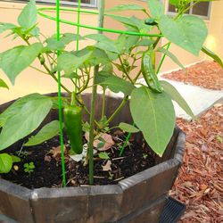 Hot Jalapeno Pepper Plants Organic