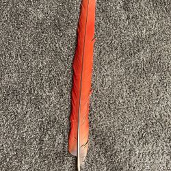 Scarlet Macaw Tail Feather 