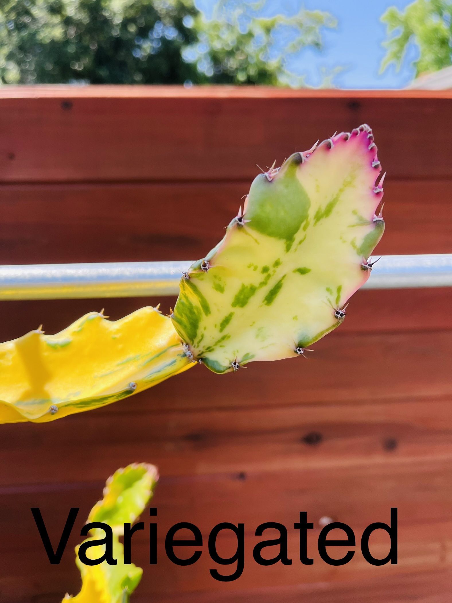 Dragon Fruit Plant for Sale in Sacramento, CA OfferUp