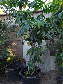 Delicious "Ice Cream Bean plant flowering!!!'