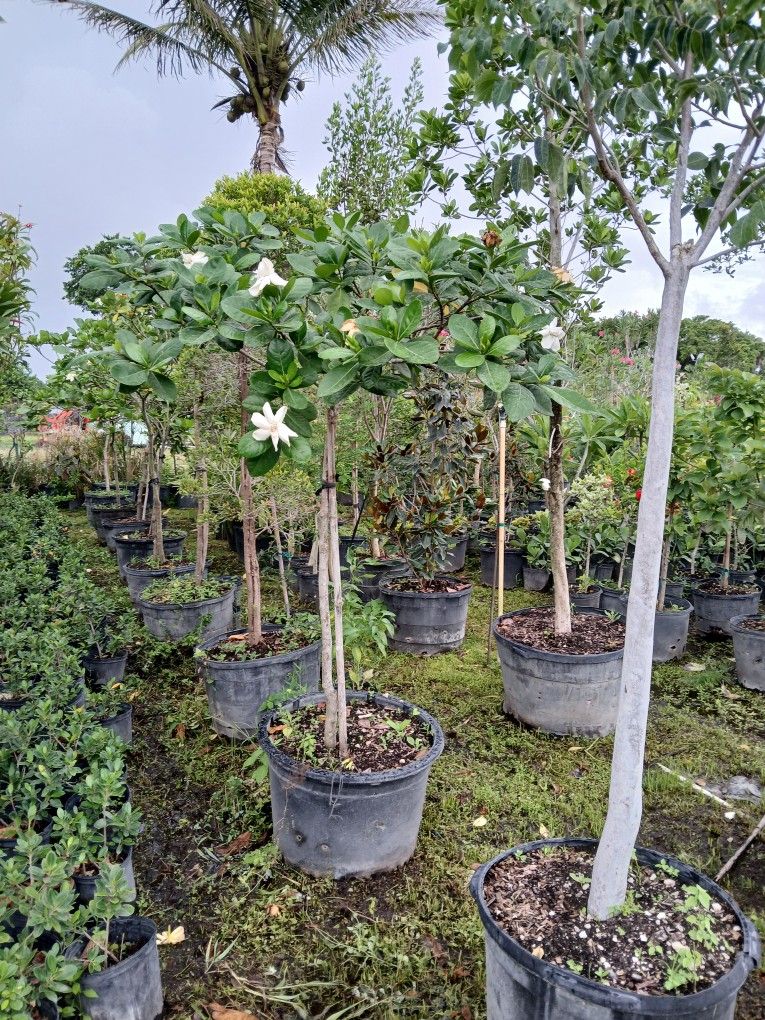 Huge Sale Gardenia Trees On Sale Now $200