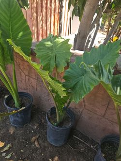 5 gallons plants
