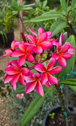Plumeria Lani