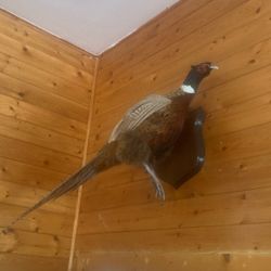 Taxidermy Pheasant Rooster
