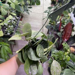 6” Hoya Obovata Splash 