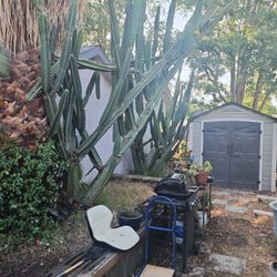 Mexican Fence Post Cactus