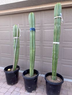 6ft Thick Mexican Fence Post Cactus