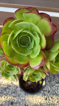 Succulent