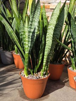 Snake Plants available