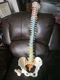 3D Anatomy Spine
