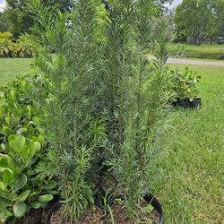 huge Podocarpus sale over 5 feet tall  Instant  Privacy  Hedge  For Fence  