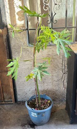 Papaya plant.  Planta