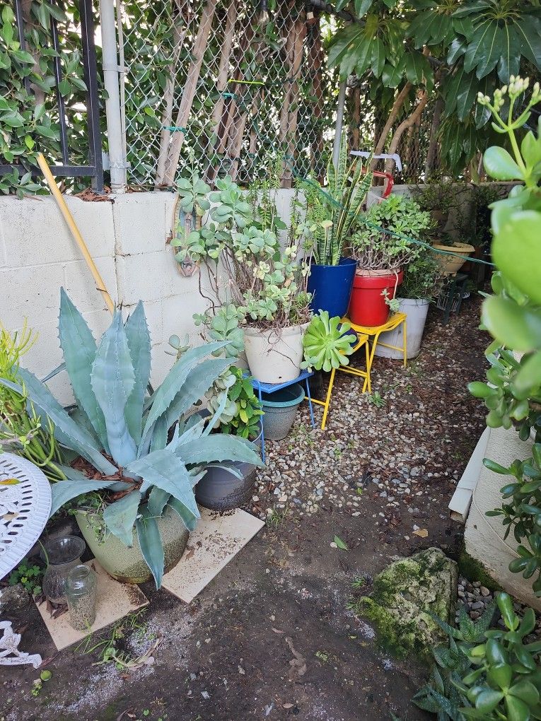 Big Plant Sale π΅βοΈ πΉπΉ π΄π΄ Going Right Now!!!!