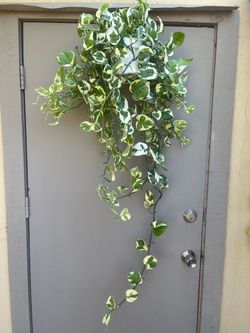 Pothos N Joy Trailing House Plant 6” Hanging Pot