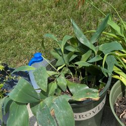 Lily Of The Valley And Ditch Lillies