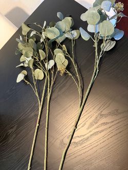 Eucalyptus stems 3