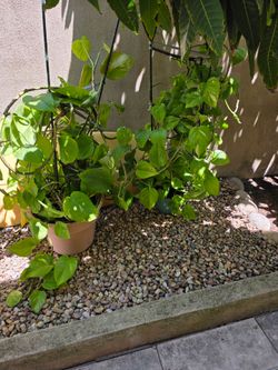 3 Plants with trellis