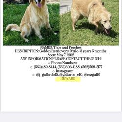 Misssing Dogs  Pleased Help 
