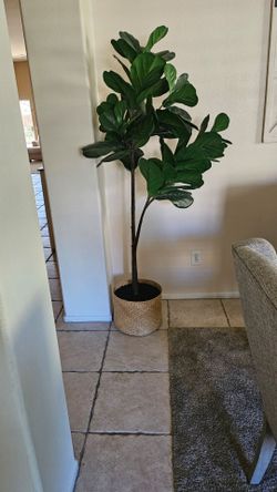 Tree.fiddle leaf fig tree