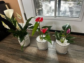Anthurium plants