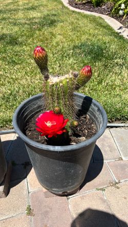 Flowering Cactus