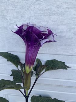 Blooming Angel Trumpet Outdoor Sin Plant, In 1 Gallón Pot Pick Up Only