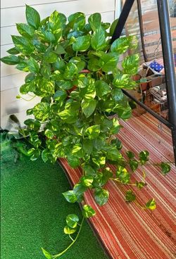 Lush Trailing high variegation pothos money plant/ indoor plant/ house plant flower patio garden
