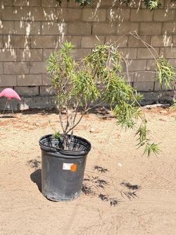 Desert willow for sale