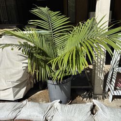 Potted Palm 