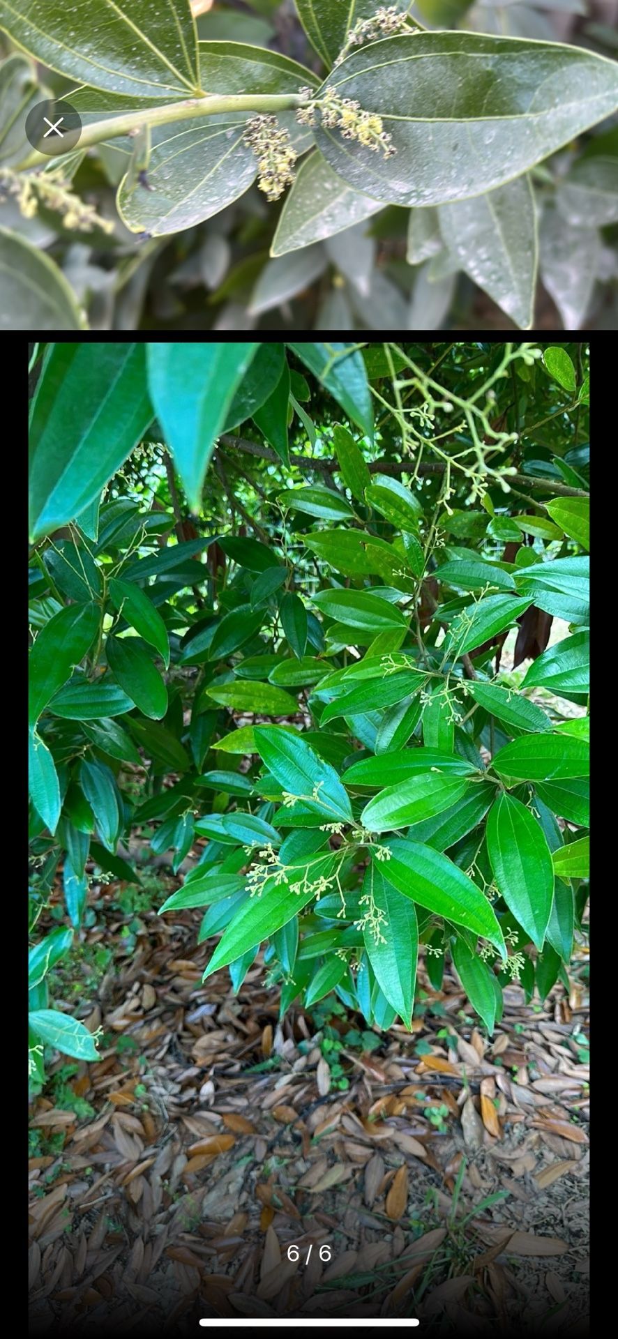 Front Yard Landscape Clean Up!
