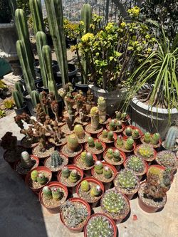 Wide variety of cactus and succulents plants