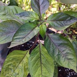 Chilli plants
