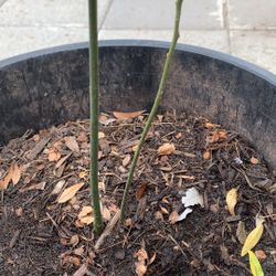 Avocado Plant 25$